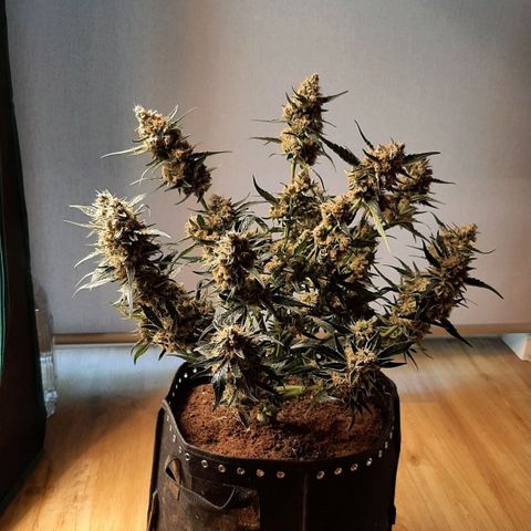 Fritzchen  growlog timeline photo