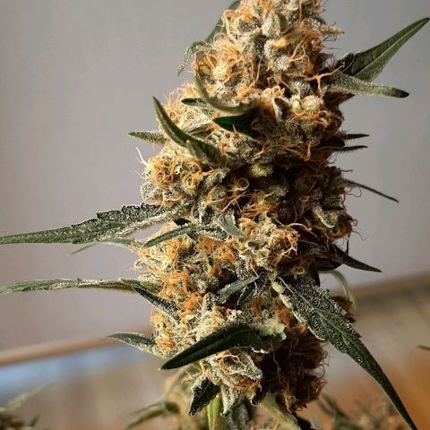 Fritzchen  growlog timeline photo