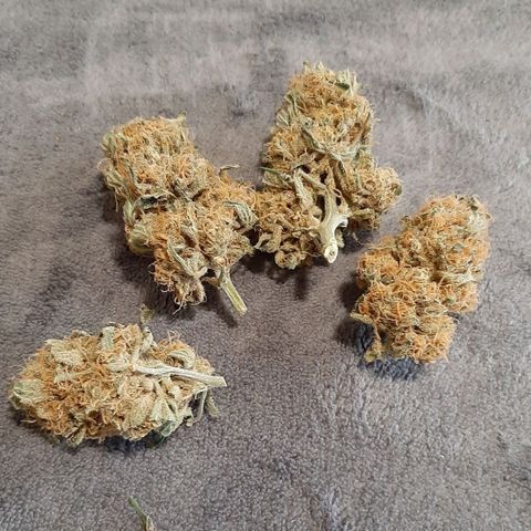 Fritzchen  growlog timeline photo