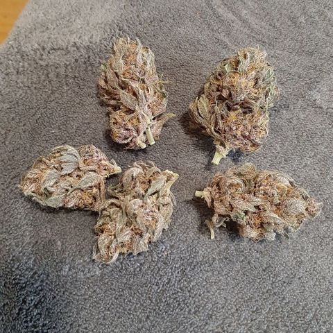 Laila  growlog timeline photo