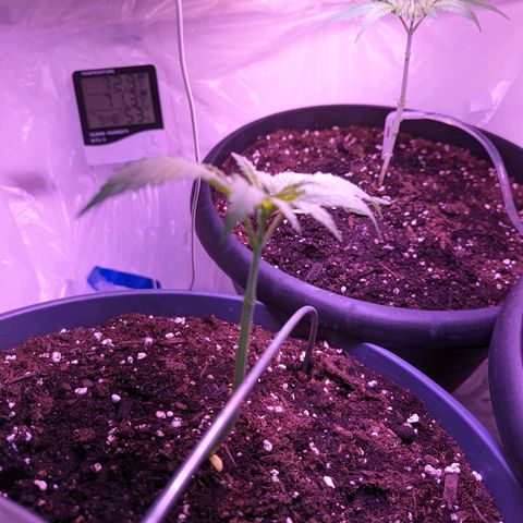 Sour Diesel Autoflower growlog timeline photo