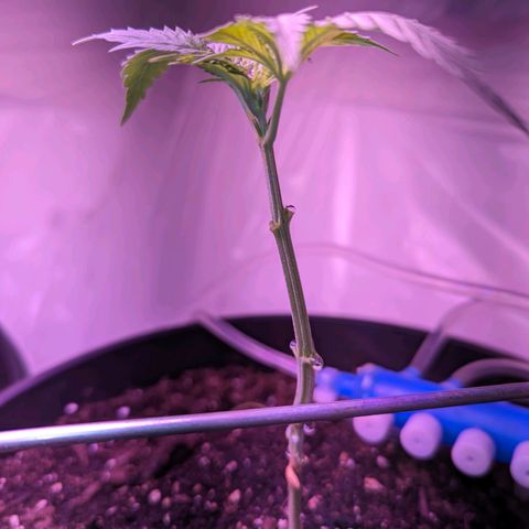 Sour Diesel Autoflower growlog timeline photo