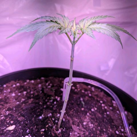 Sour Diesel Autoflower growlog photo: Day 23