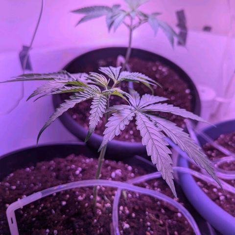 Sour Diesel Autoflower growlog photo: 2 of 3 Topped, the lady in the back is not top, and won't be. 