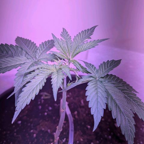 Sour Diesel Autoflower growlog photo: 2 of 3 Topped, the lady in the back is not top, and won't be. 