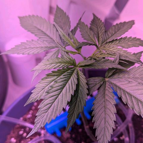 Sour Diesel Autoflower growlog photo: 2 of 3 Topped, the lady in the back is not top, and won't be. 