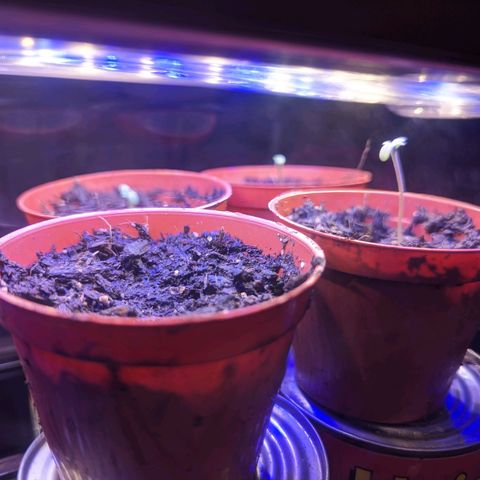 Sour Diesel Autoflower growlog timeline photo