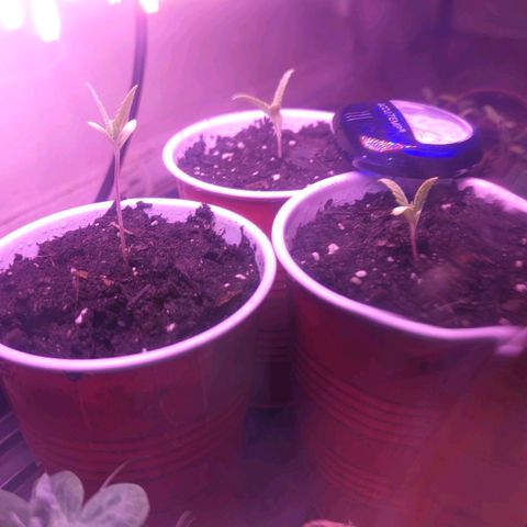 Sour Diesel Autoflower growlog timeline photo