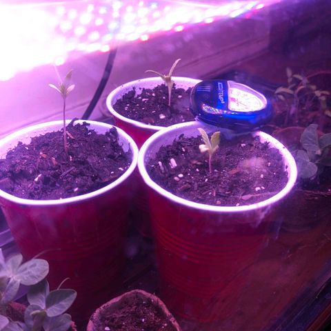 Sour Diesel Autoflower growlog timeline photo