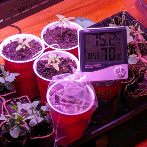 Sour Diesel Autoflower growlog timeline photo