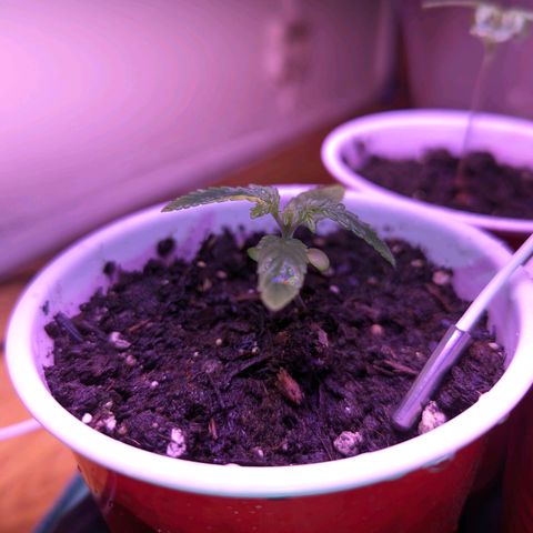Sour Diesel Autoflower growlog timeline photo