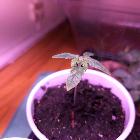 Sour Diesel Autoflower growlog timeline photo