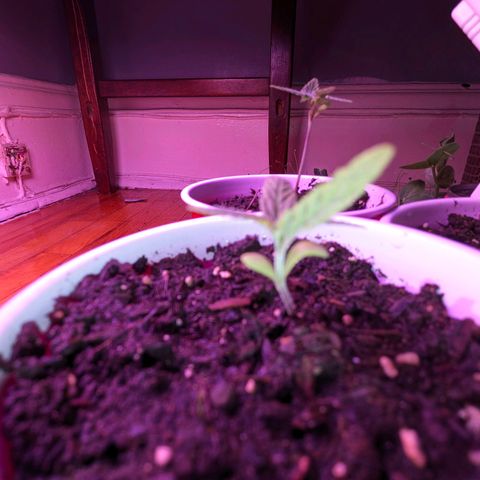 Sour Diesel Autoflower growlog timeline photo