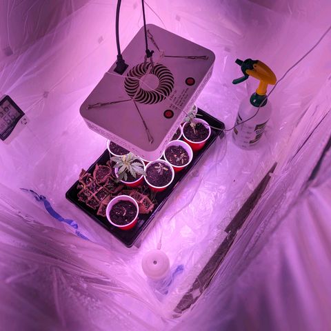 Sour Diesel Autoflower growlog timeline photo