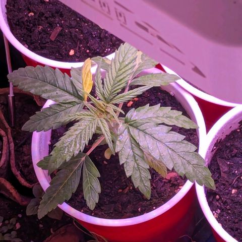 Sour Diesel Autoflower growlog timeline photo