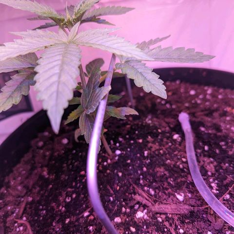 Sour Diesel Autoflower growlog timeline photo