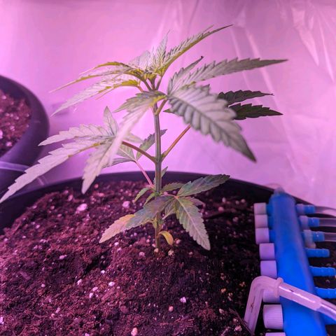 Sour Diesel Autoflower growlog timeline photo