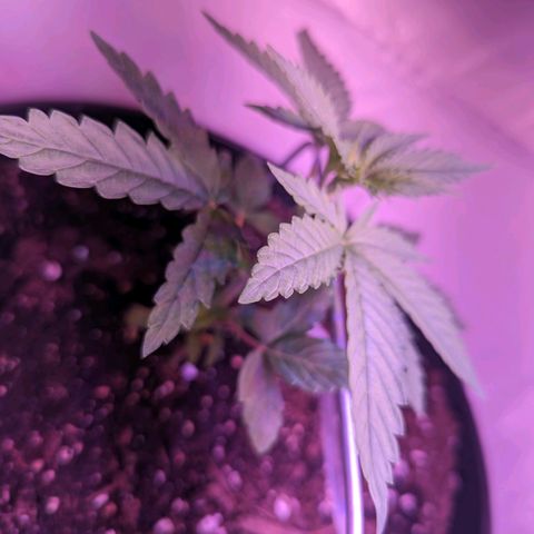 Sour Diesel Autoflower growlog timeline photo
