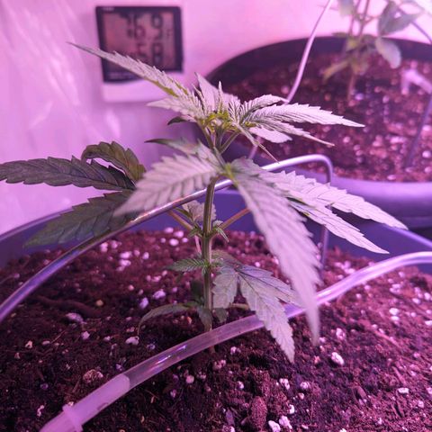 Sour Diesel Autoflower growlog timeline photo