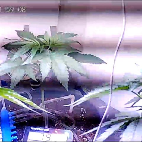 Sour Diesel Autoflower growlog photo: Night time photo, & afternoon 12pm