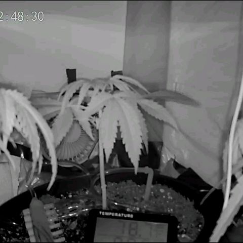 Sour Diesel Autoflower growlog photo: Night time photo, & afternoon 12pm