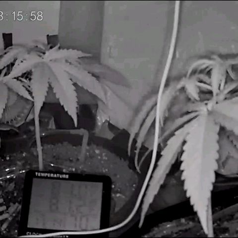 Sour Diesel Autoflower growlog photo: Night time photo, & afternoon 12pm