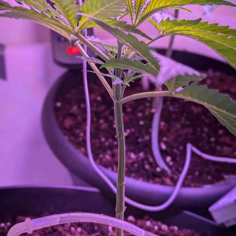 Sour Diesel Autoflower growlog photo: Night time photo, & afternoon 12pm