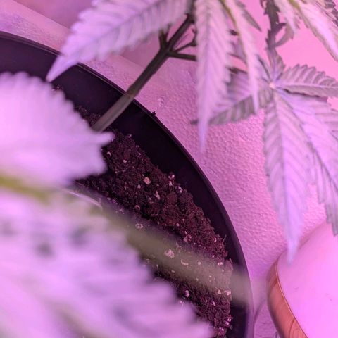Sour Diesel Autoflower growlog photo: Night time photo, & afternoon 12pm