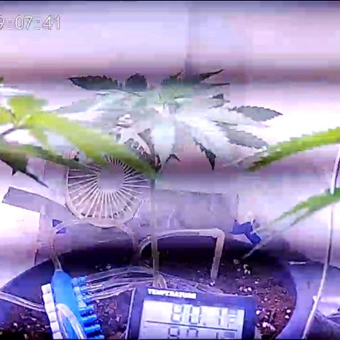 Sour Diesel Autoflower growlog photo: Night time photo, & afternoon 12pm