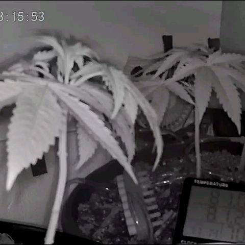 Sour Diesel Autoflower growlog photo: Night time photo, & afternoon 12pm