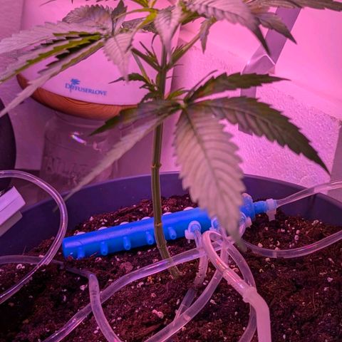 Sour Diesel Autoflower growlog photo: Night time photo, & afternoon 12pm