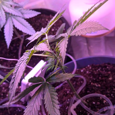Sour Diesel Autoflower growlog photo: 31 days, second week of agitative stage, First front 2 topped, The one in the back is not topped. 
