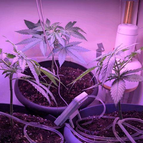 Sour Diesel Autoflower growlog photo: 31 days, second week of agitative stage, First front 2 topped, The one in the back is not topped. 