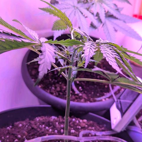 Sour Diesel Autoflower growlog photo: 2 week of veg stage, seconded splash of nutes in the AM
