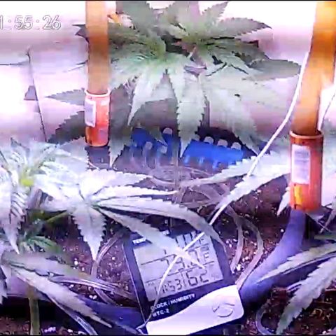 Sour Diesel Autoflower growlog photo: 2 week of veg stage, seconded splash of nutes in the AM