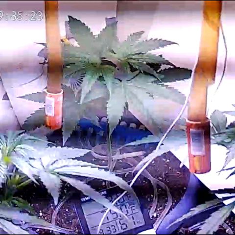 Sour Diesel Autoflower growlog photo: 2 week of veg stage, seconded splash of nutes in the AM