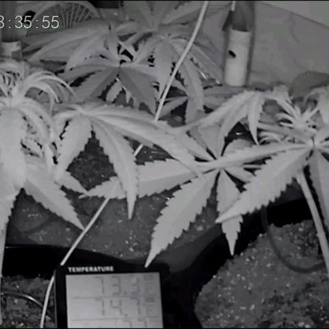 Sour Diesel Autoflower growlog photo: 2 week of veg stage, seconded splash of nutes in the AM