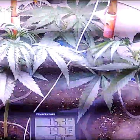 Sour Diesel Autoflower growlog photo: 2 week of veg stage, seconded splash of nutes in the AM