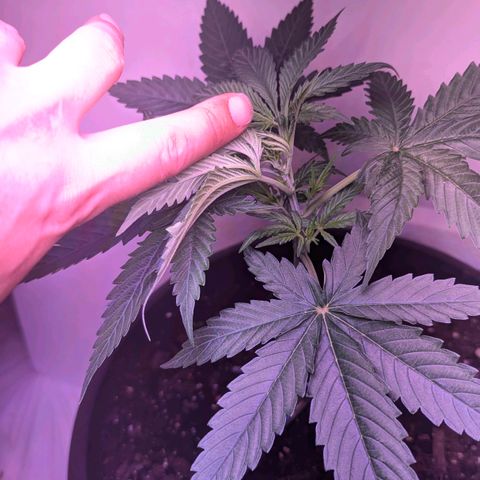 Sour Diesel Autoflower growlog photo: 2 week of veg stage, seconded splash of nutes in the AM