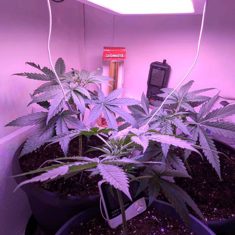 Sour Diesel Autoflower growlog photo: Seen the set of first pistils on 2 of my 3 ladies. 
It's only only been 3 to 3½ weeks in to veg. 
Damn Autoflowers Lmfao