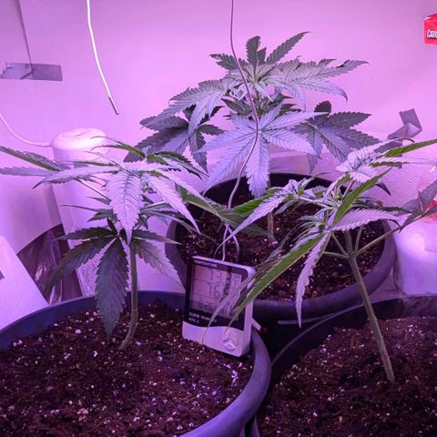 Sour Diesel Autoflower growlog photo: Seen the set of first pistils on 2 of my 3 ladies. 
It's only only been 3 to 3½ weeks in to veg. 
Damn Autoflowers Lmfao