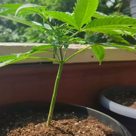 Sour Diesel Autoflower growlog photo: Seen the set of first pistils on 2 of my 3 ladies. 
It's only only been 3 to 3½ weeks in to veg. 
Damn Autoflowers Lmfao