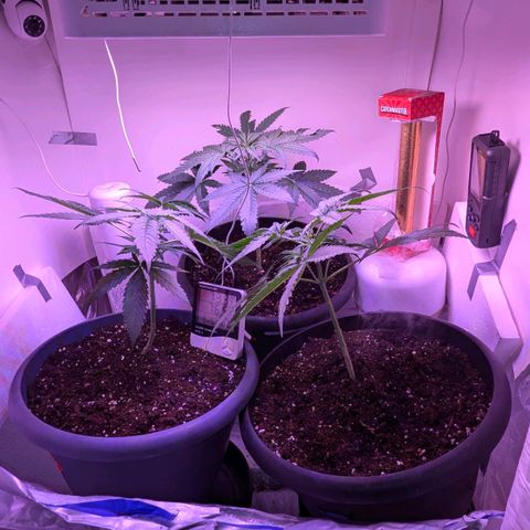 Sour Diesel Autoflower growlog photo: Seen the set of first pistils on 2 of my 3 ladies. 
It's only only been 3 to 3½ weeks in to veg. 
Damn Autoflowers Lmfao