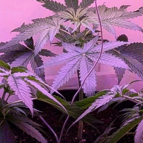 Sour Diesel Autoflower growlog photo: Seen the set of first pistils on 2 of my 3 ladies. 
It's only only been 3 to 3½ weeks in to veg. 
Damn Autoflowers Lmfao