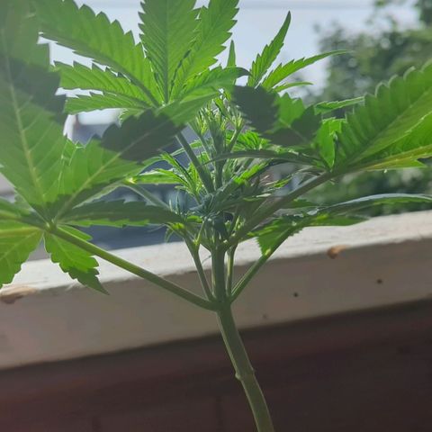 Sour Diesel Autoflower growlog photo: Seen the set of first pistils on 2 of my 3 ladies. 
It's only only been 3 to 3½ weeks in to veg. 
Damn Autoflowers Lmfao