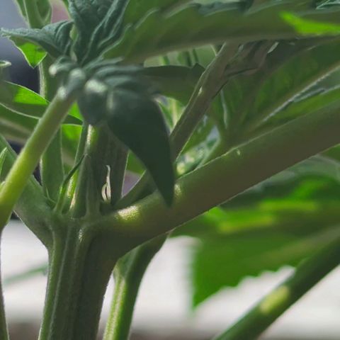 Sour Diesel Autoflower growlog photo: Seen the set of first pistils on 2 of my 3 ladies. 
It's only only been 3 to 3½ weeks in to veg. 
Damn Autoflowers Lmfao