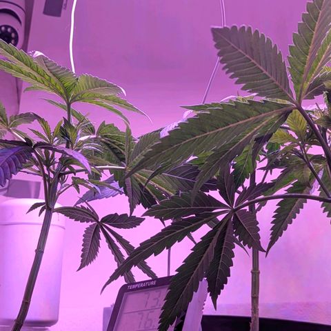 Sour Diesel Autoflower growlog photo: Seen the set of first pistils on 2 of my 3 ladies. 
It's only only been 3 to 3½ weeks in to veg. 
Damn Autoflowers Lmfao