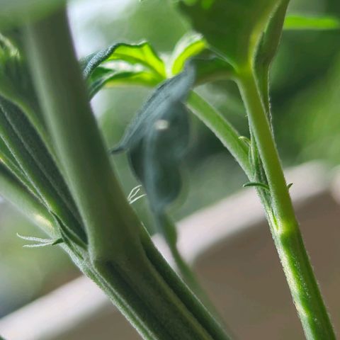 Sour Diesel Autoflower growlog photo: Seen the set of first pistils on 2 of my 3 ladies. 
It's only only been 3 to 3½ weeks in to veg. 
Damn Autoflowers Lmfao