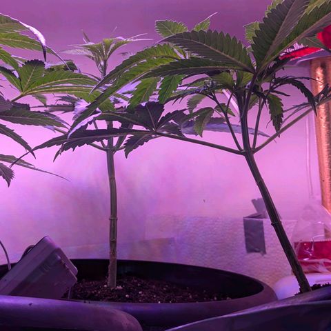 Sour Diesel Autoflower growlog timeline photo