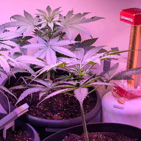 Sour Diesel Autoflower growlog timeline photo